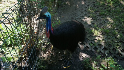 Close-up photo, cassowary in a cage, Casuarius is a genus of birds in the order Casuariiformes. Selective focus.	