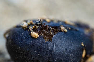 Macro photography of nature, ant 