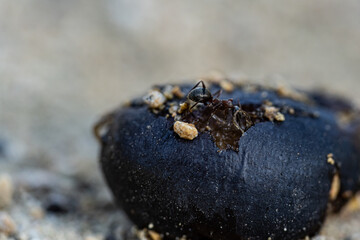 Macro photography of nature, ant in the work