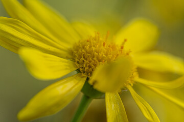 Macro photography of nature, flower of yellow daisy