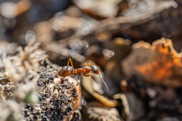 Macro photography of nature