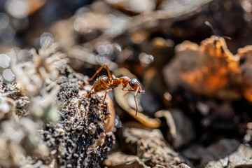 Macro photography of nature