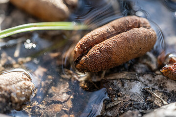 Macro photography of nature, dried date pit in water
