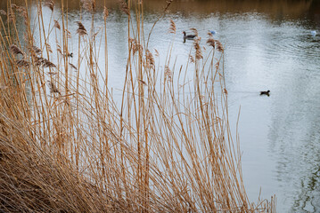 Golden stalks of dried reeds stand tall along the lakeside in winter, distant waterbirds glide in soft focus