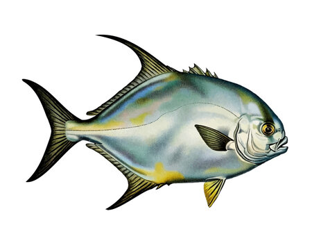 Vintage Permit (Trachinotus falcatus) Lithograph