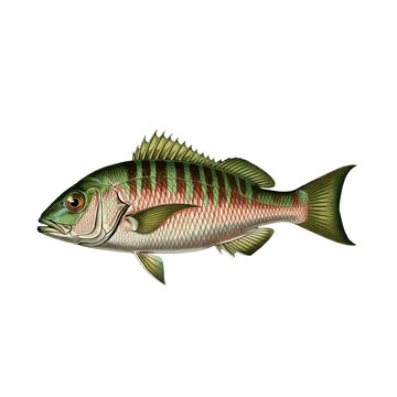 Vintage Mutton Snapper (Lutjanus analis) Lithograph