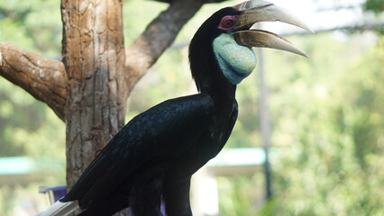 Coral Hornbill, or bird Rhyticeros undulatus at the Gembirolaka Safari park, Yogyakarta.	