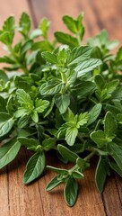 Obraz premium Oregano Mediterranean herb with aromatic savory leaves often used in Italian cuisine