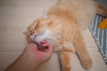 寝っ転がって顎を撫でられて気持ちのよい猫（マンチカン）