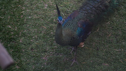 Fototapeta premium Green Peacock or Pavo muticus beautiful bright green and blue peacock feathers in the Solo Zoo Safari park. 
