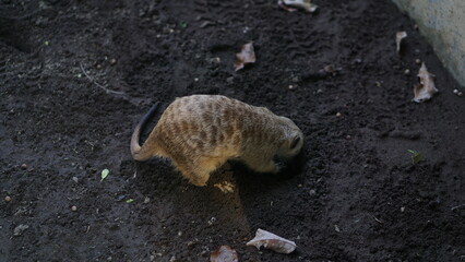 Portrait South American ring-tailed coati (Nasua nasua) walking on a tree branch.	