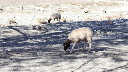 Naklejka premium Sheep Grazing Near Tislit Lake in Imilchil, Morocco's Haut Atlas Oriental National Park, with Snowy Mountains and Serene Blue Waters 