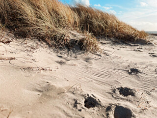 Coastal Sand Dunes with Windswept Grass