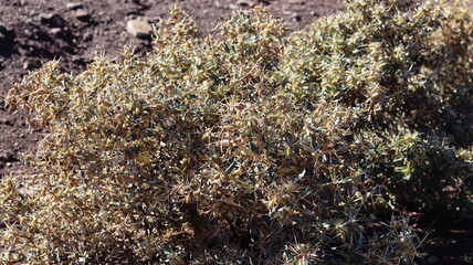 Close-Up of Xanthium spinosum Plant with Spiny Leaves and Seed Pods in a Dry Habitat
