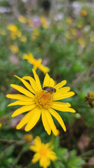 bee on vibrant yellow flower in lush green garden