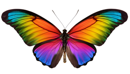 beautiful rainbow colored butterfly isolated on transparent background