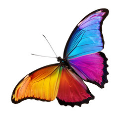 Fototapeta premium beautiful rainbow colored butterfly isolated on transparent background