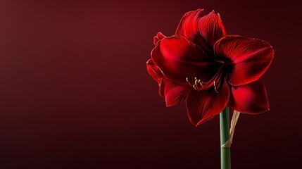 A bold red amaryllis against a deep burgundy background, close-up shot, Minimalist style