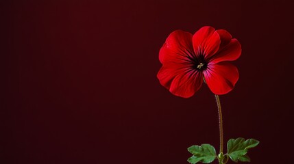 Obraz premium A bold red geranium against a deep burgundy background, close-up shot, Minimalist style
