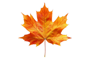 Obraz premium a yellow maple leaf