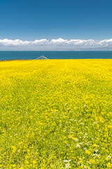 Obraz premium Vertical image of the shore of Qinghai Lake is full of rapeseed, China