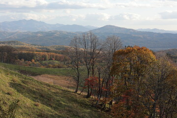 木々の黄葉が進む高原の放牧場