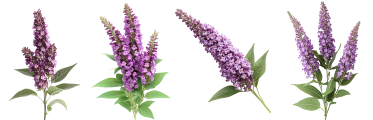 vibrant purple flowers with green leaves arranged artistic display transparent background