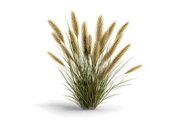 Fototapeta premium brown grass clumps with flower isolated on white background
