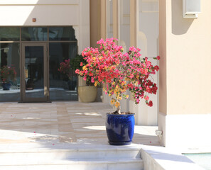 beautiful decorative flower bush outdoors