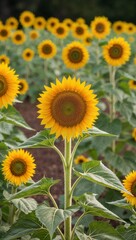 Fototapeta premium Sunflower Annual plant with large yellow flowers and edible seeds for birds