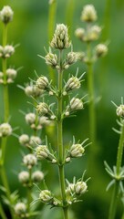 Yarrow Herb used in traditional medicine for its anti inflammatory and wound healing properties