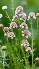 Naklejka premium Yarrow Herb with small clusters of white or pink flowers used in herbal medicine