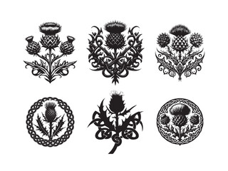 Scottish thistle vector