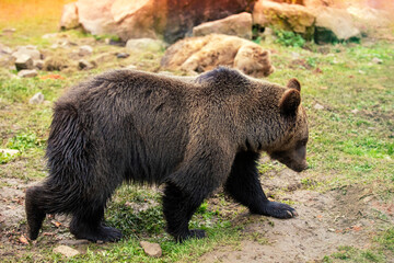 An adult brown bear walks in the wild forest