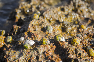 caracoles de mar en los arrecifes