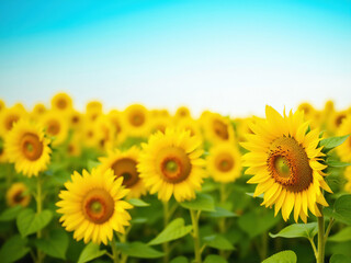 Fototapeta premium Sunflowers blooming in field under blue sky on summer day