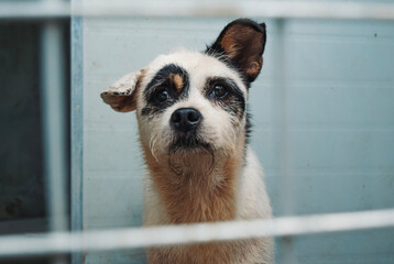 A hopeful shelter dog gazes through the bars of its kennel in a pet rescue facility looking for a...