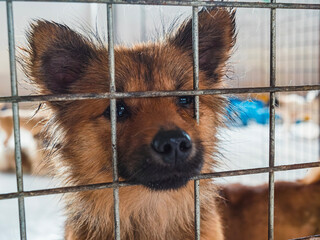 A hopeful shelter dog gazes through the bars of its kennel in a pet rescue facility looking for a...