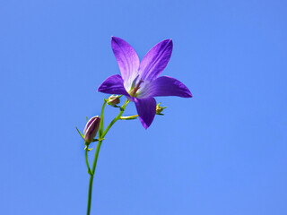 Single violet bellflower against blue sky, close up. Campanula patula or spreading bellflower is a biennial herbaceous flowering plant of the family Campanulaceae.