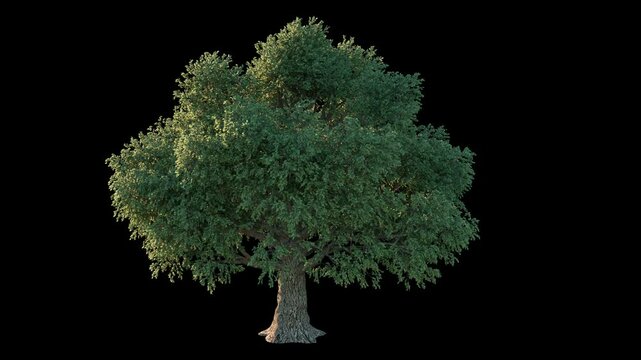Trees In Strong Winds Isolated With Alpha Channel