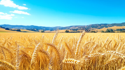 Golden wheat swaying gently under the bright blue sky in a tranquil rural landscape bathed in mid-afternoon sunlight with rolling hills creating a serene backdrop