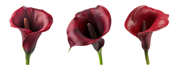 Elegant Red Calla Lily Isolated on Transparent Background