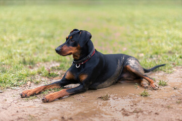 A dog, a German Pinscher breed, black and tan color, lies outside on a dirty field in summer