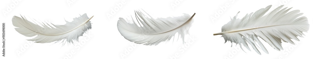 Poster delicate white feathers gracefully arranged on a plain background for artistic display