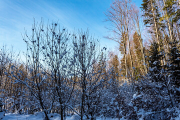 Landscapes - Forest - Europe, Romania, Suceava region