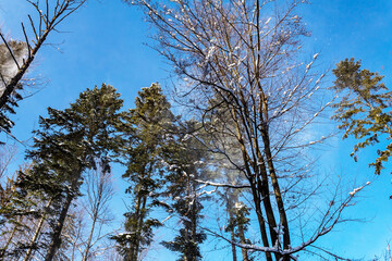 Landscapes - Forest - Europe, Romania, Suceava region