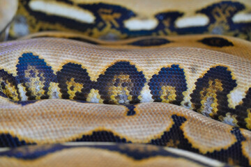 skin of big boa snake