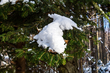 Landscapes - Forest - Europe, Romania, Suceava region
