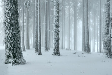 Serene snowy winter forest, frozen tranquil landscape in Oregon.