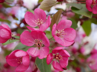 Closeup of guinevere crabapple flowers in early spring, Colorado